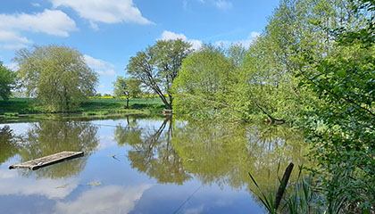 Unser Angelteich im Frühsommer