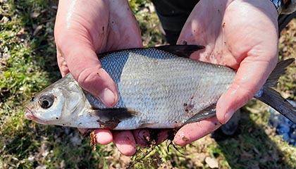 Frisch gefangener Fisch